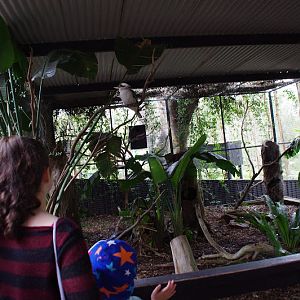 ARP 2014 - open-fronted Laughing Kookaburra aviary