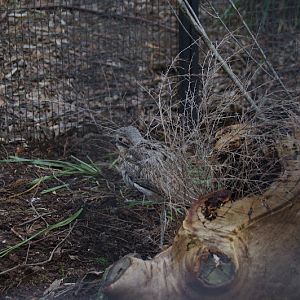 ARP 2014 - Bush Stone Curlew