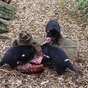 ARP 2014 - Tasmanian Devils