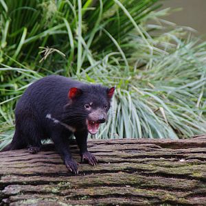 ARP 2014 - Tasmanian Devil