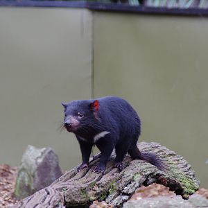 ARP 2014 - Tasmanian Devil