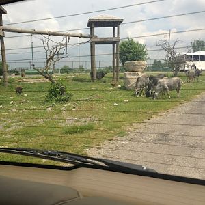 African Lion Safari 2014 - Wankie Bushland Trail - Olive Baboons and Zebu Cattle