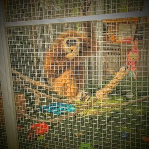 African Lion Safari 2014 - Pets' Corner - Lar Gibbon in tiny pathetic cage