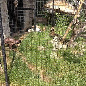 African Lion Safari 2014 - Pets' Corner - Black-capped Squirrel Monkey and hairless Tufted Capuchin cage
