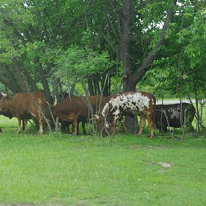 African Lion Safari 2014 - Nairobi Sanctuary - Watusi