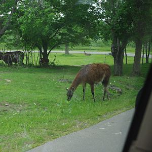 African Lion Safari 2014 - Nairobi Sanctuary - Llamas and Watusi (East African Grey Crowned Cranes in the background)