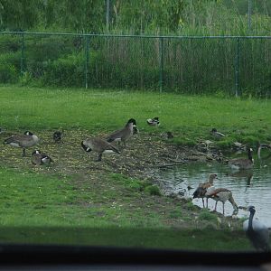 African Lion Safari 2014 - Nairobi Sanctuary - Egyptian Geese, Demoiselle Crane and wild Canada Geese and Mallards