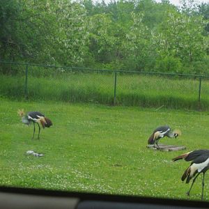 African Lion Safari 2014 - Nairobi Sanctuary - East African Grey Crowned Cranes