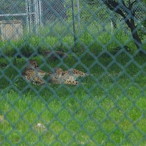African Lion Safari 2014 - Cheetah Conservation Centre - Cheetahs