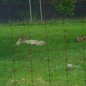 African Lion Safari 2014 - Cheetah Conservation Centre - Cheetah