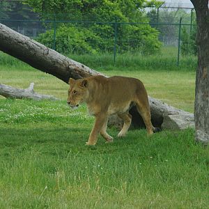 African Lion Safari 2014 - Simba Lion Country - African Lion