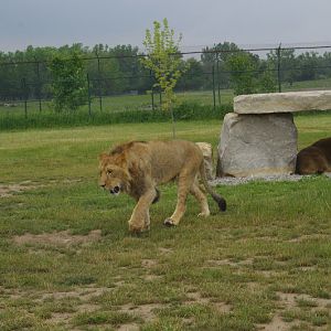 African Lion Safari 2014 - Simba Lion Country - African Lions