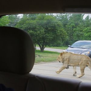 African Lion Safari 2014 - Simba Lion Country - African Lion