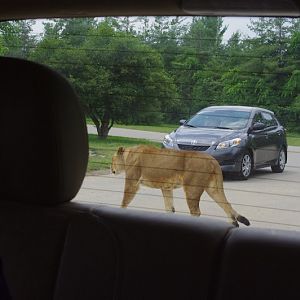 African Lion Safari 2014 - Simba Lion Country - African Lion