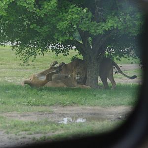 African Lion Safari 2014 - Simba Lion Country - African Lions