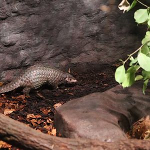 Šiška the first pangolin to be born in Europe