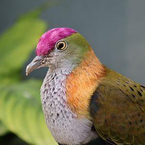 Superb fruit dove