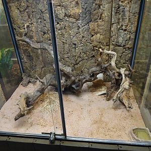 Skansen-Akvariet - Assassin bug exhibit
