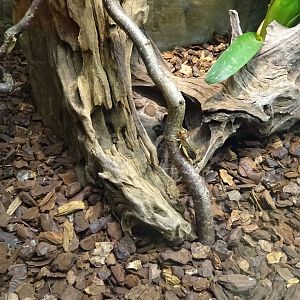 Skansen-Akvariet - Tarantula exhibit #1