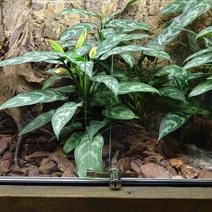 Skansen-Akvariet - Tarantula exhibit #2