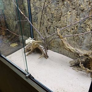 Skansen-Akvariet - Tarantula exhibit #3