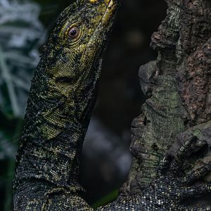 Gray's monitor (Varanus olivaceus)