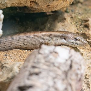 Reptile ID - Zoo Plzeň/Pilsen