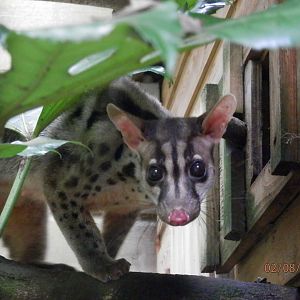 [2016] Owston's palm civet