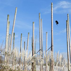 [2017] Lion-tailed macaque enclosure
