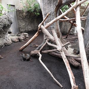 [2017] Cuban hutia enclosure