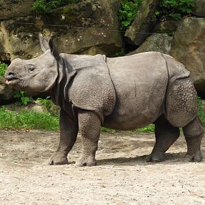 [2017] Young Indian rhino