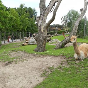 [2017] Vicuna enclosure