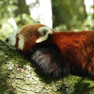 [2017] Red panda
