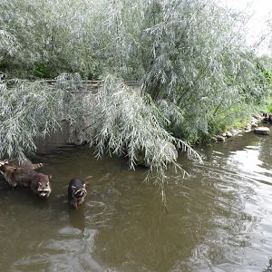 [2017] Common raccoon enclosure