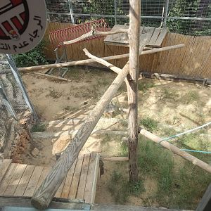 Persian Leopard pt4 (inside the hut)