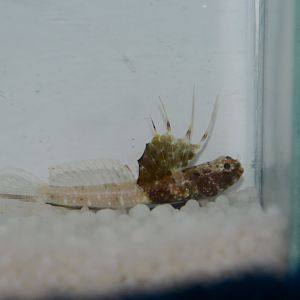 Scaleless shrimpgoby (Tomiyamichthys nudus)