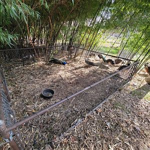 Plumpton Park - Odd pen?