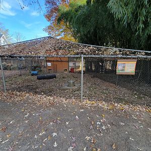 Plumpton Park - Continental Giant rabbit (formerly empty)
