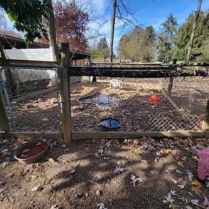 Plumpton Park - Domestic pig