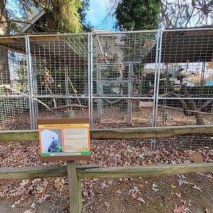 Plumpton Park - Umbrella cockatoo, formerly arctic fox