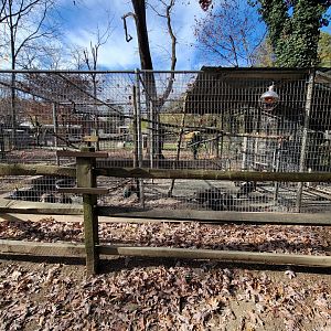 Plumpton Park - ...peafowl? Formerly bobcat