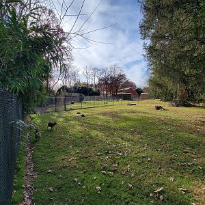 Plumpton Park - Reeve's muntjac