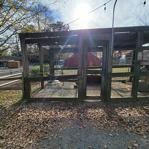 Plumpton Park - One of several silver pheasant exhibits