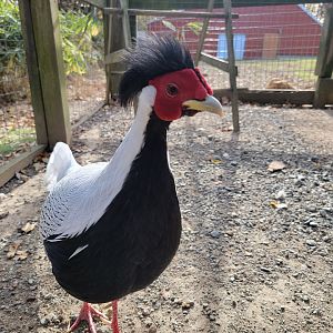 Plumpton Park - Silver pheasant