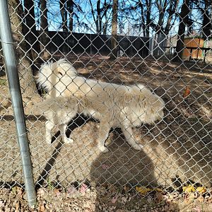 Plumpton Park - Great Pyrenees dog in bad need of a brushing