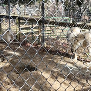 Plumpton Park - Great Pyrenees dog and 3-legged "Arctic" wolf