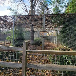 Plumpton Park - Cougars