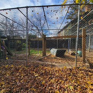 Plumpton Park - Cougars