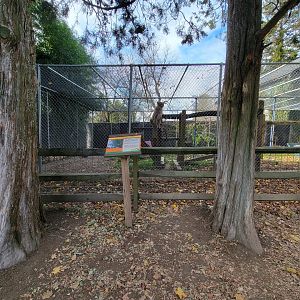 Plumpton Park - Cougars