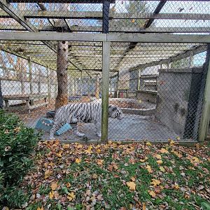 Plumpton Park - Tigers